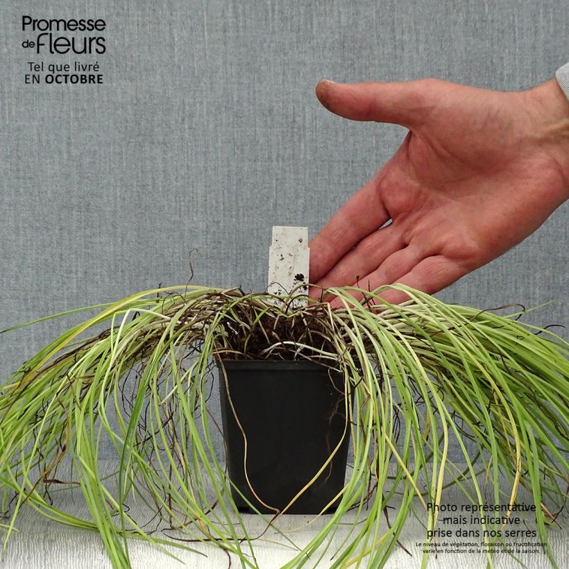 Amostra de Rhodohypoxis Fairytale Vaso de 8/9 cm tal como entregue no outono