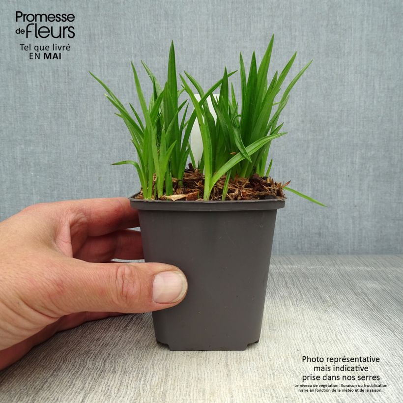 Amostra de Rhodohypoxis Fairytale Vaso de 8/9 cm tal como entregue na primavera