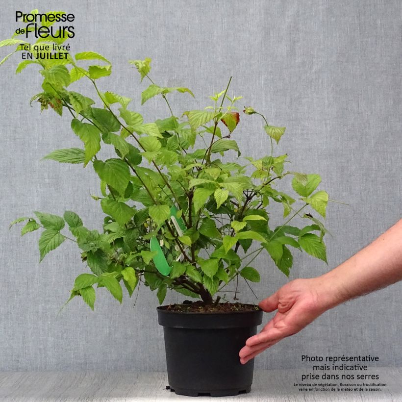 Amostra de Rhodotypos scandens Vaso de 3 L/4 L tal como entregue no verão