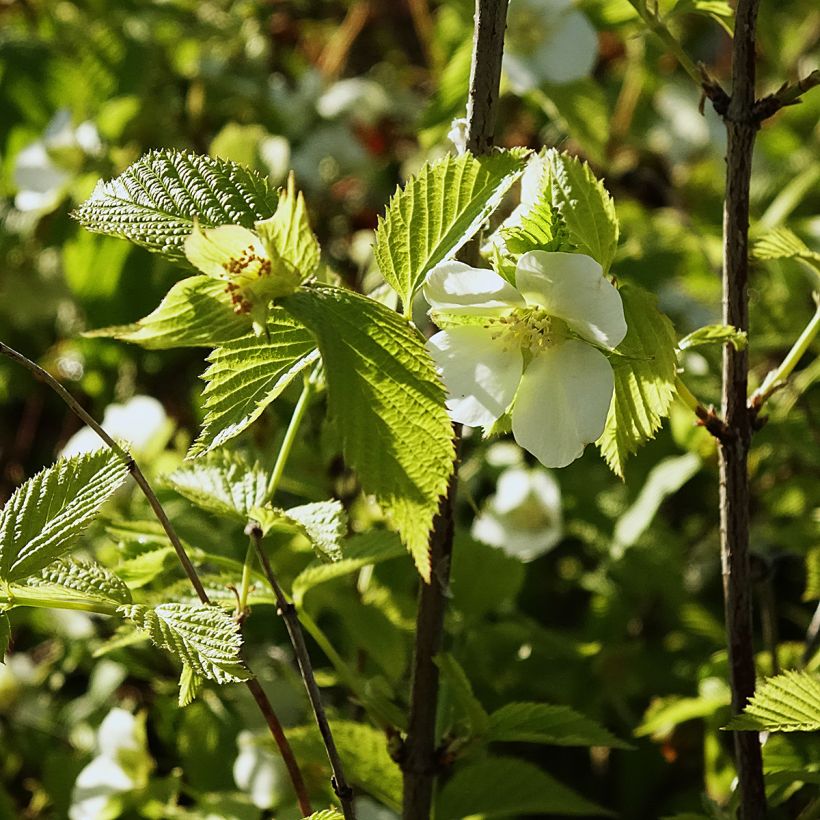 Rhodotypos scandens (Floração)