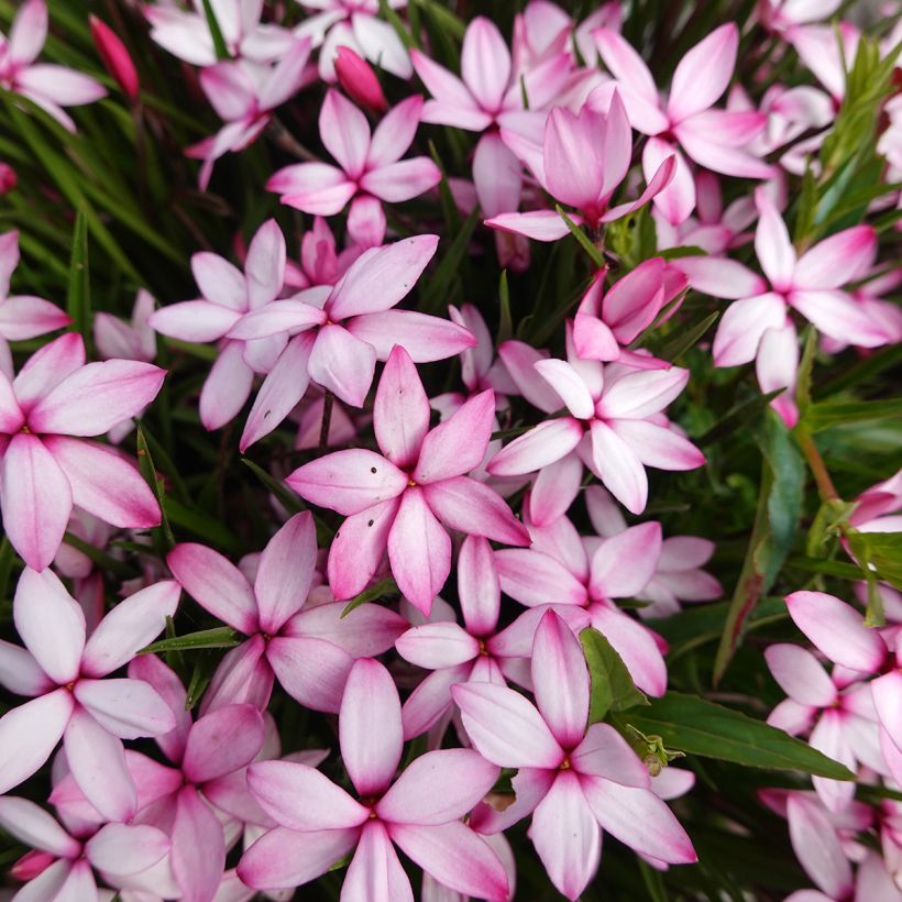 <i>Rhodoxis</i> 'Abigail' (Floração)