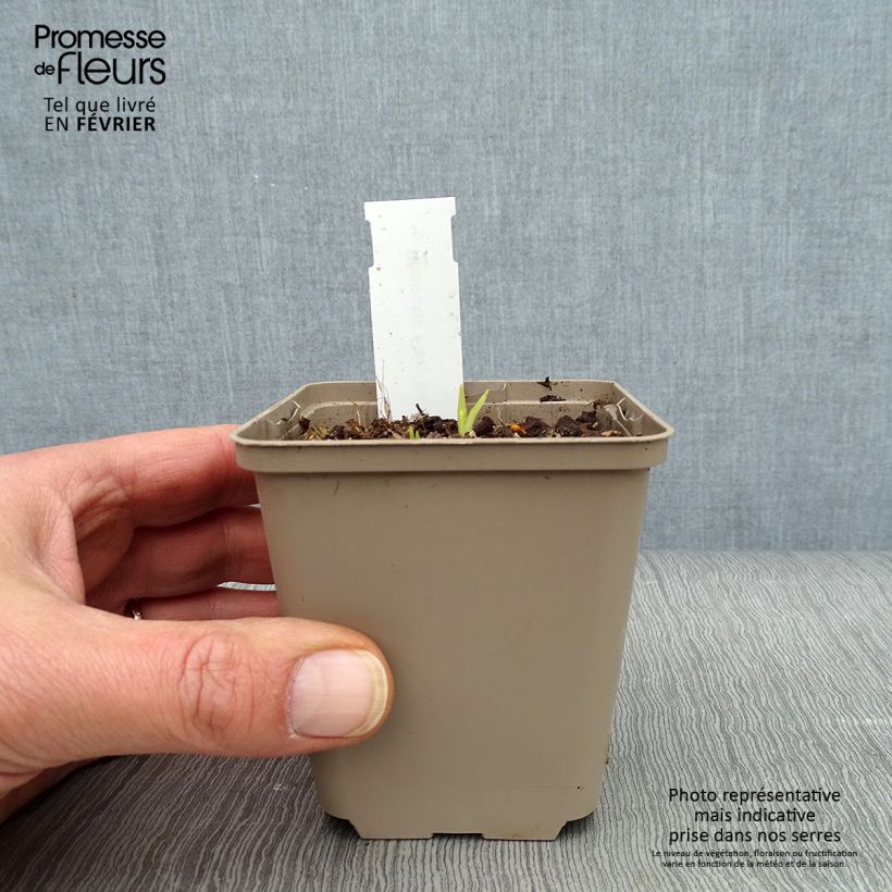 Amostra de Rhodoxis Fairy Kisses Vaso de 8/9 cm tal como entregue no inverno