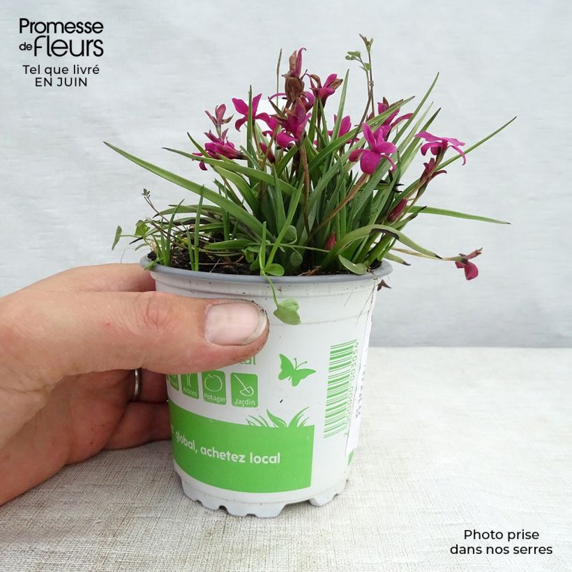 Amostra de Rhodoxis hybride Beverly - Rhodohypoxis Pot de 1,5L/2L tal como entregue no verão