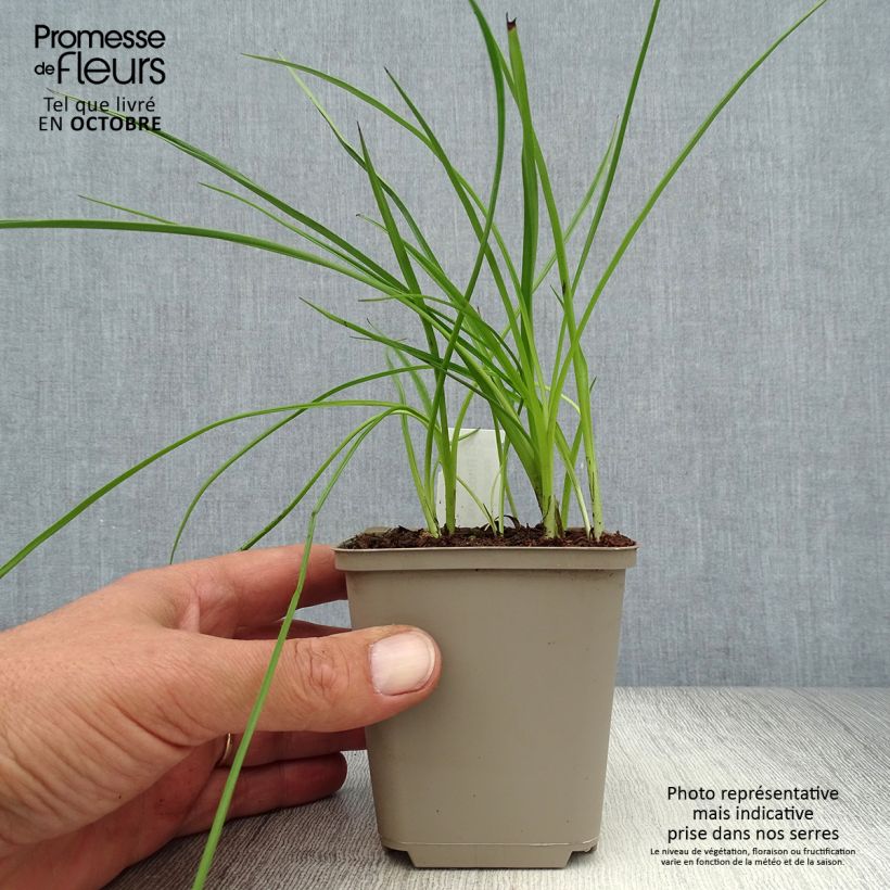 Amostra de Rhodoxis hybride Beverly Vaso de 8/9 cm tal como entregue no outono