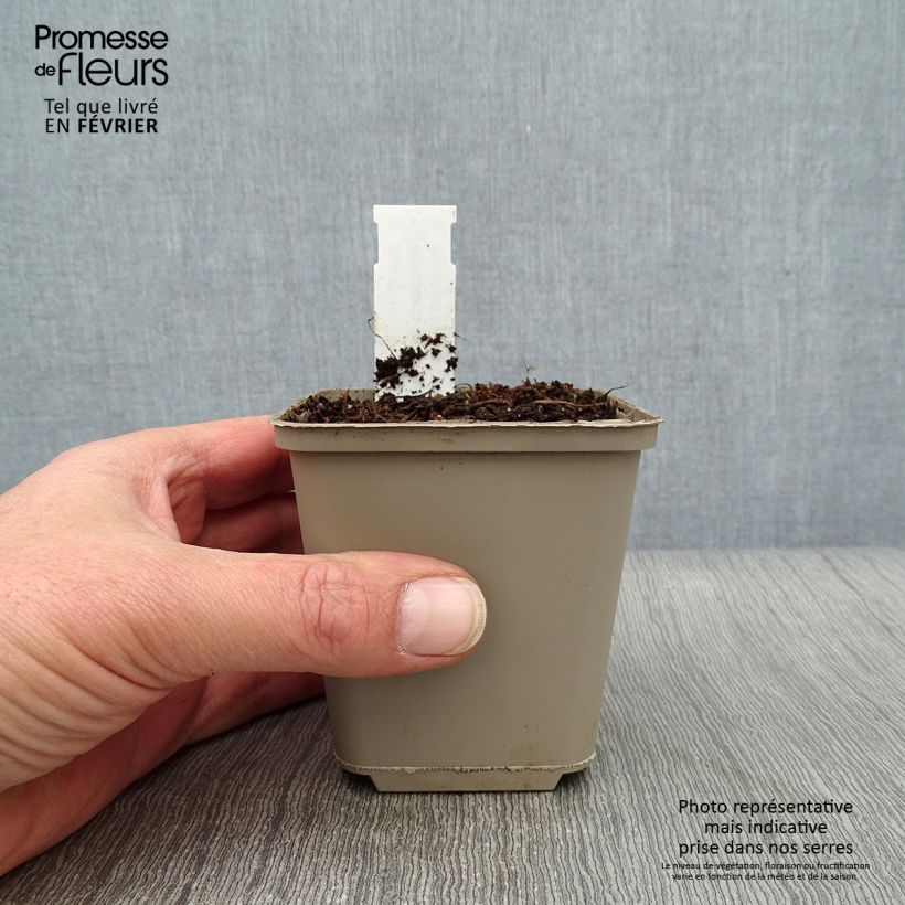 Amostra de Rhodoxis hybride Beverly - Rhodohypoxis Godet de 8/9 cm tal como entregue no inverno