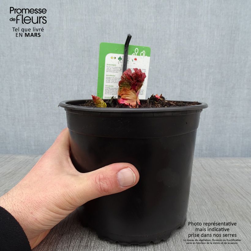 Amostra de Rhubarbe Mikoot Pot de 2L/3L tal como entregue no inverno