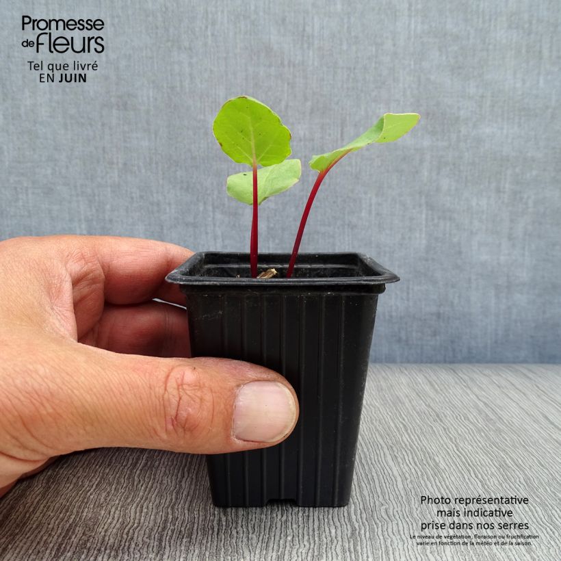 Amostra de Ruibarbo Bio com Nervuras - Rhubarb des Jardins Vaso de 8/9 cm tal como entregue no verão