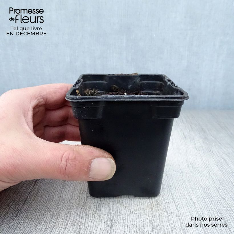 Amostra de Rhubarbe à côte BIO - Rhubarbe des Jardins Vaso de 8/9 cm tal como entregue no inverno