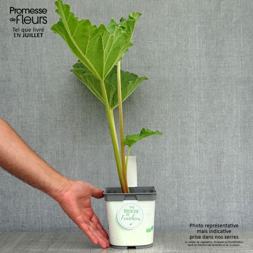 Amostra de Ruibarbo Bio com Nervuras - Rhubarb des Jardins Vaso de 1 L/1,5 L tal como entregue no verão