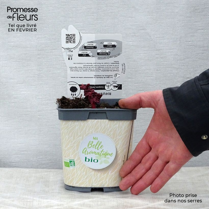 Amostra de Rhubarbe à côte BIO - Rhubarbe des Jardins Vaso de 1 L/1,5 L tal como entregue no inverno