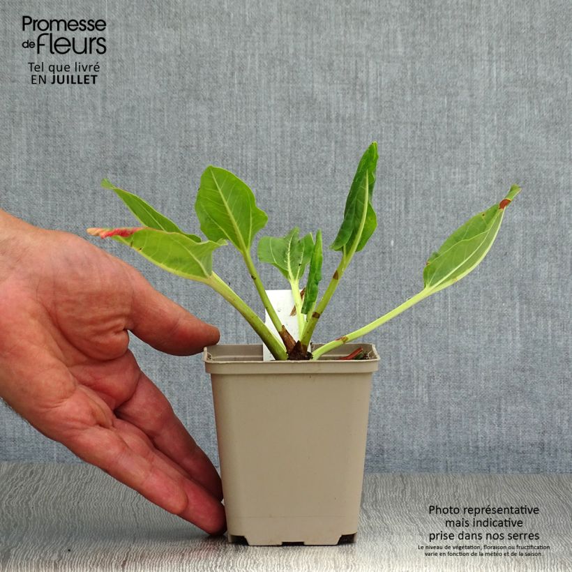 Amostra de Rheum alexandrae Vaso de 8/9 cm tal como entregue no verão