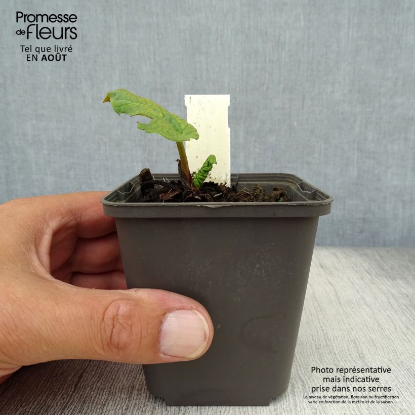 Amostra de Rheum palmatum var. tanguticum Vaso de 8/9 cm tal como entregue no verão