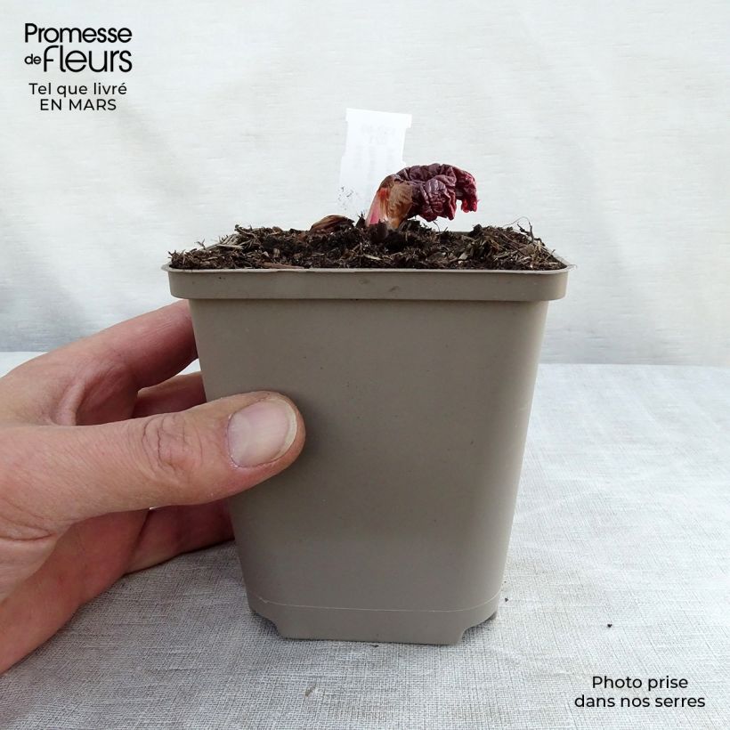 Amostra de Rheum palmatum var. tanguticum Vaso de 8/9 cm tal como entregue no inverno