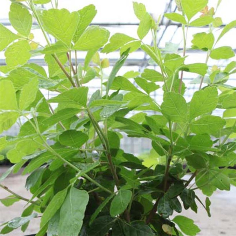 Rhus aromatica Gro-Low (Folhagem)