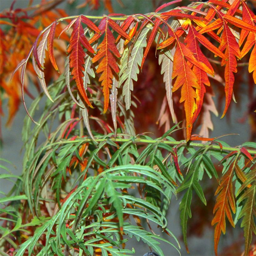 Rhus glabra Laciniata (Folhagem)