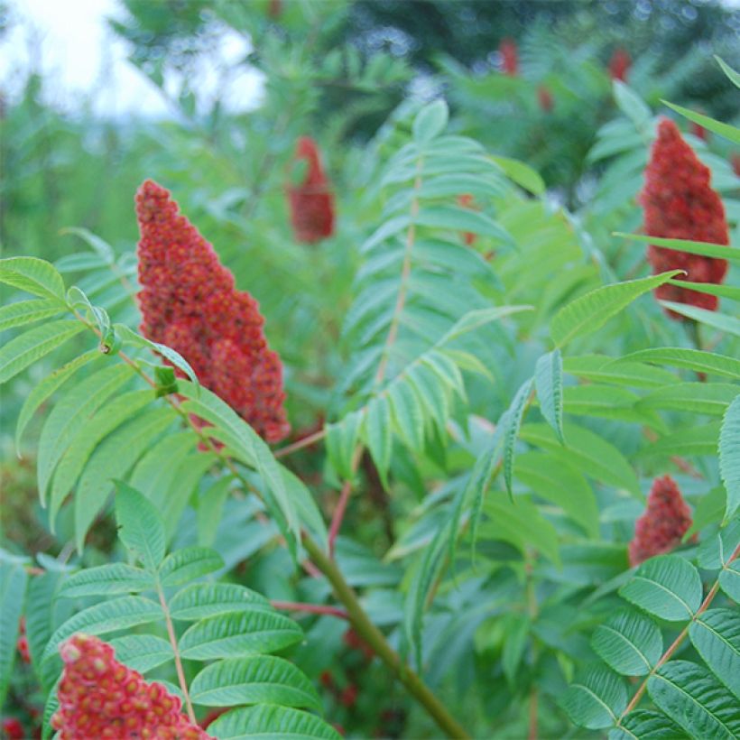 Rhus glabra Laciniata (Floração)