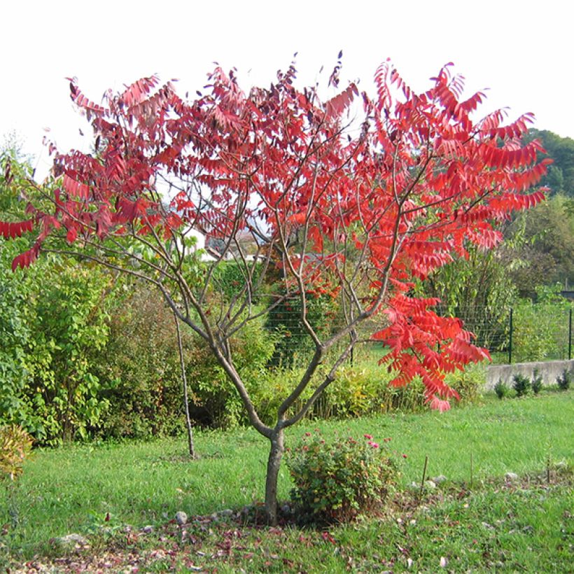 Rhus glabra Laciniata (Hábito)