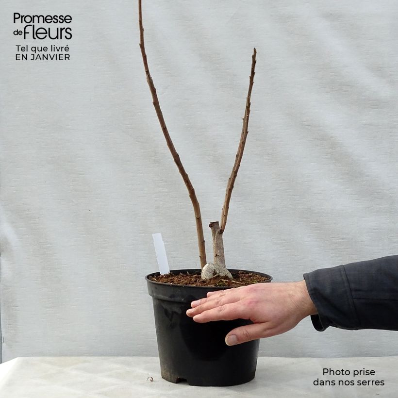 Amostra de Rhus typhina Vaso de 4 L/5 L tal como entregue no inverno