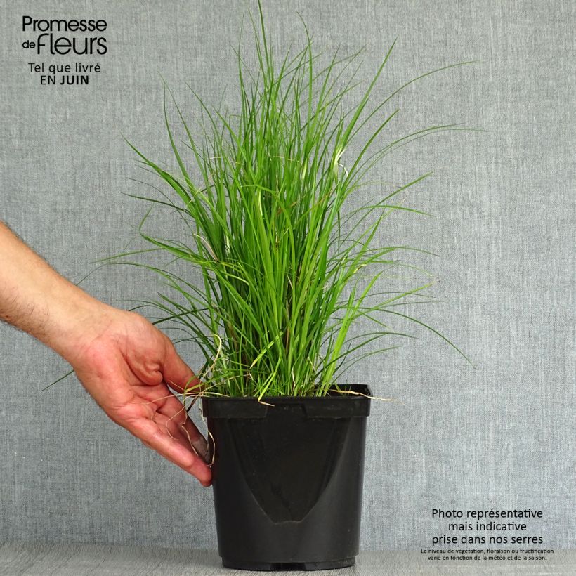 Amostra de Rhynchospora colorata Vaso de 2 L/3 L tal como entregue no verão