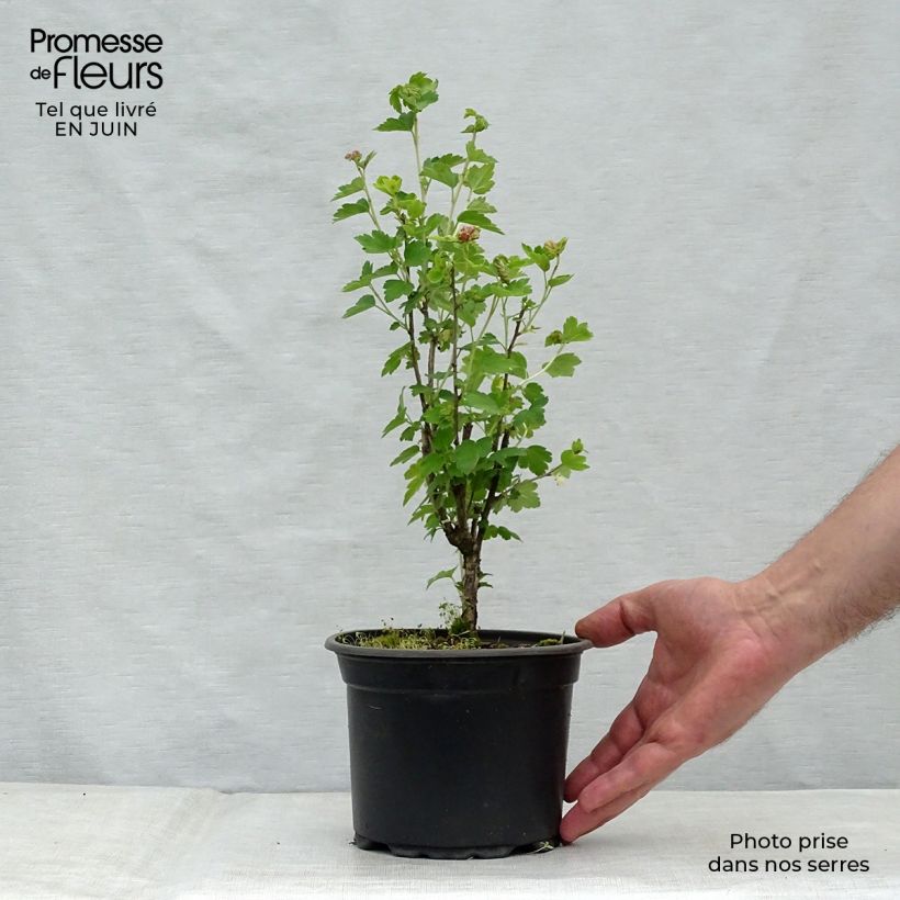 Amostra de Ribes alpinum - Groselheira-dos-alpes Vaso de 2 L/3 L tal como entregue no verão