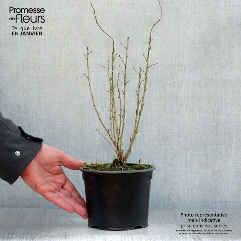 Amostra de Ribes alpinum - Groseillier des Alpes. Vaso de 2 L/3 L tal como entregue no inverno