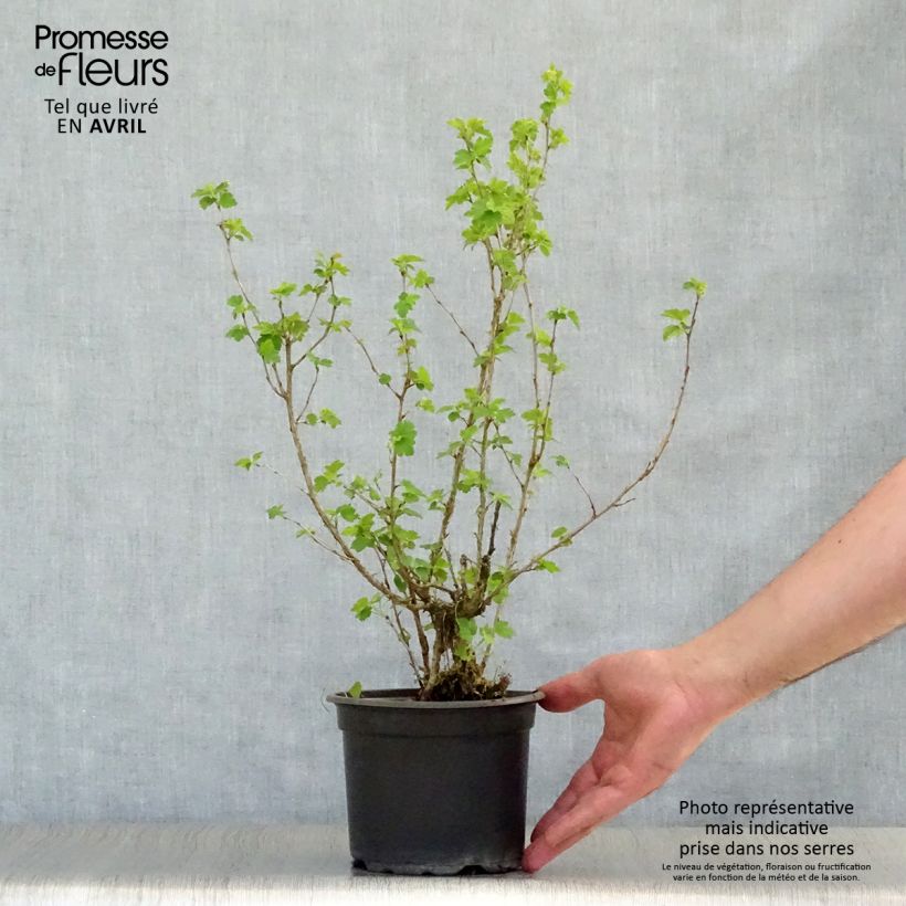 Amostra de Ribes alpinum - Groselheira-dos-alpes Vaso de 2 L/3 L tal como entregue na primavera