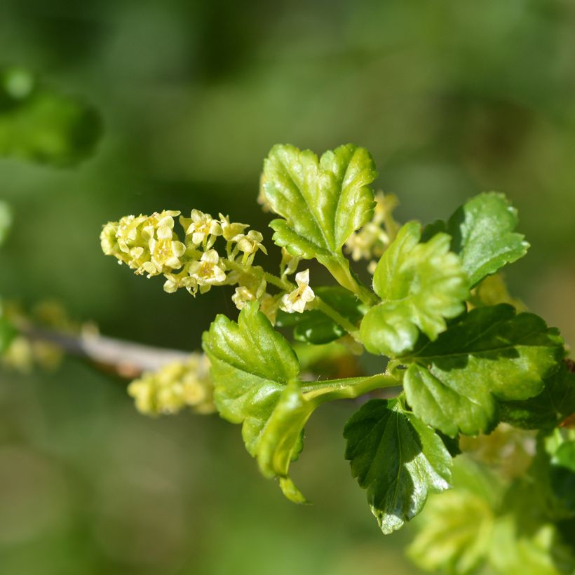 Ribes alpinum - Groselheira-dos-alpes (Floração)