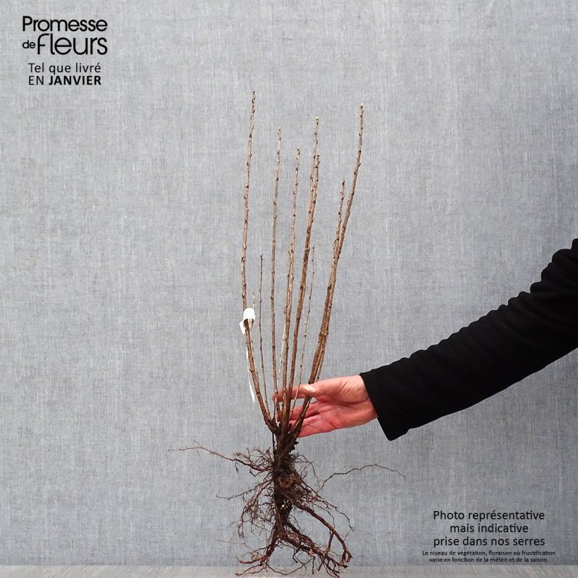 Amostra de Ribes alpinum - Groseillier des Alpes. Raízes nuas tal como entregue no inverno