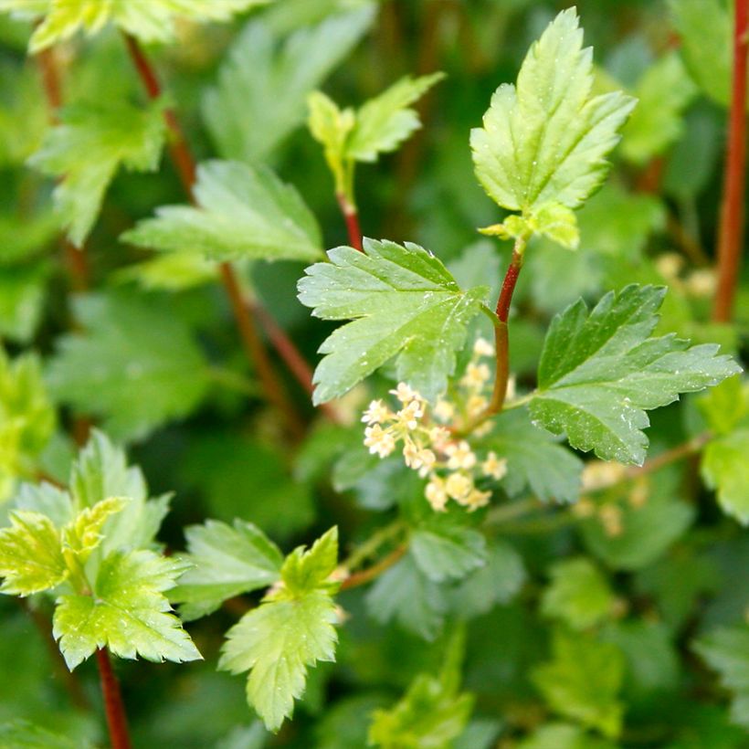 Ribes alpinum Schmidt (Folhagem)