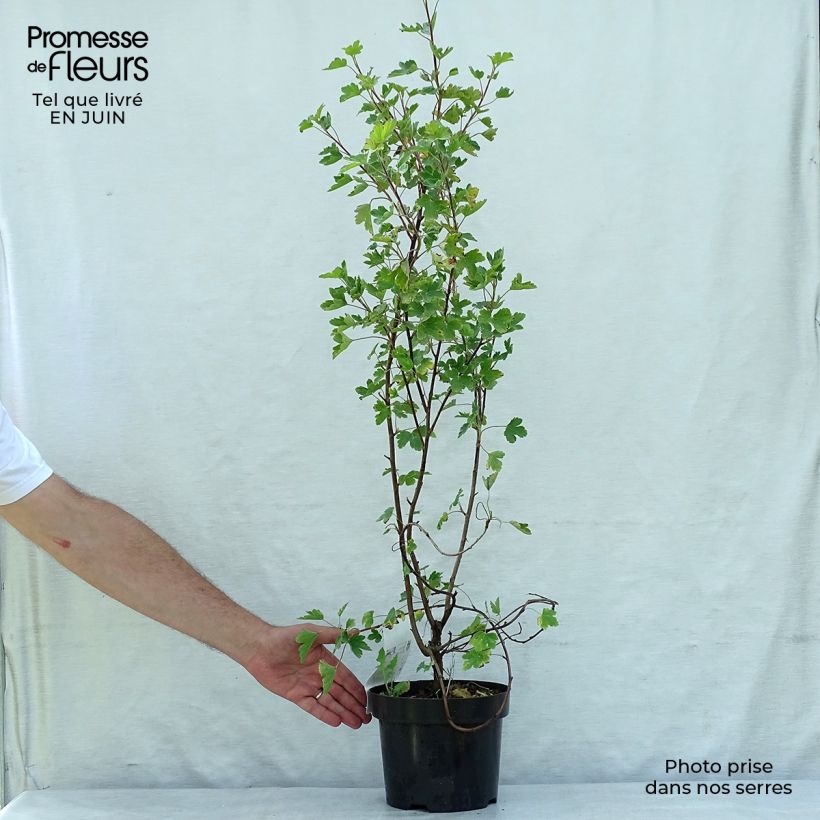 Amostra de Ribes gordonianum Vaso de 3 L/4 L tal como entregue no verão