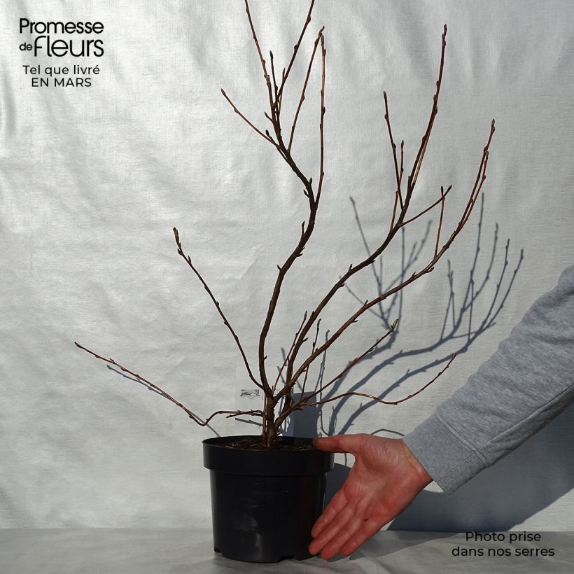 Amostra de Ribes gordonianum Vaso de 3 L/4 L tal como entregue na primavera