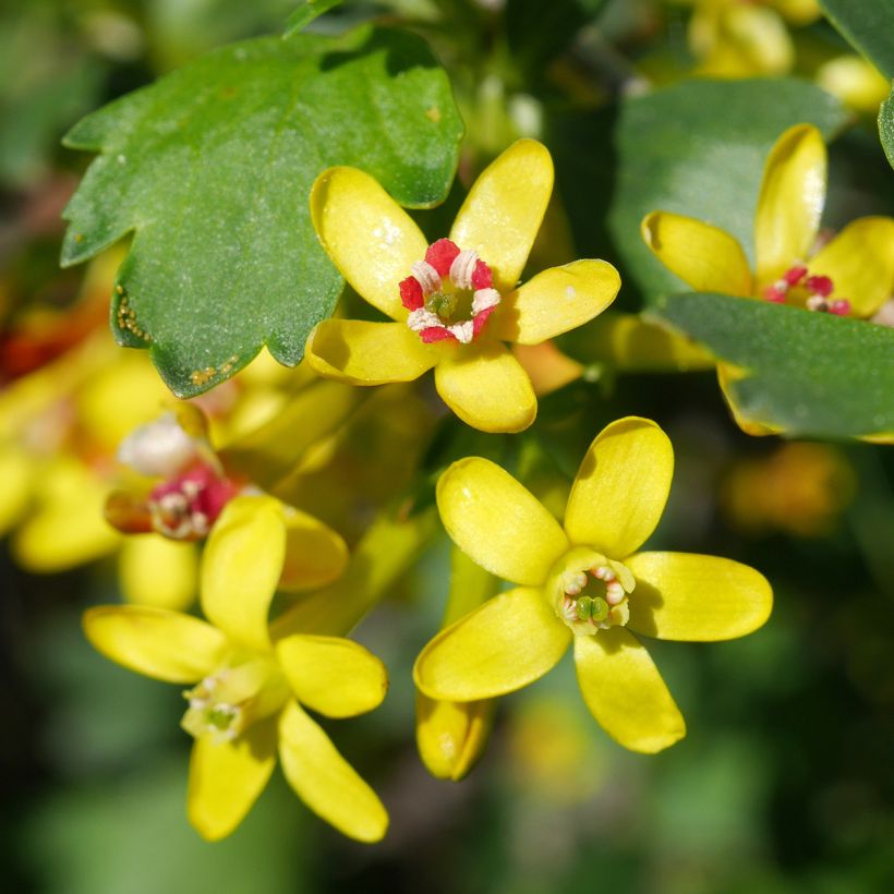 Ribes odoratum - Groselheira-dos-cravos (Floração)