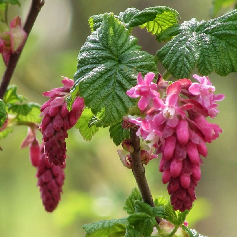 Groselheira-sanguínea - Ribes sanguineum (Floração)