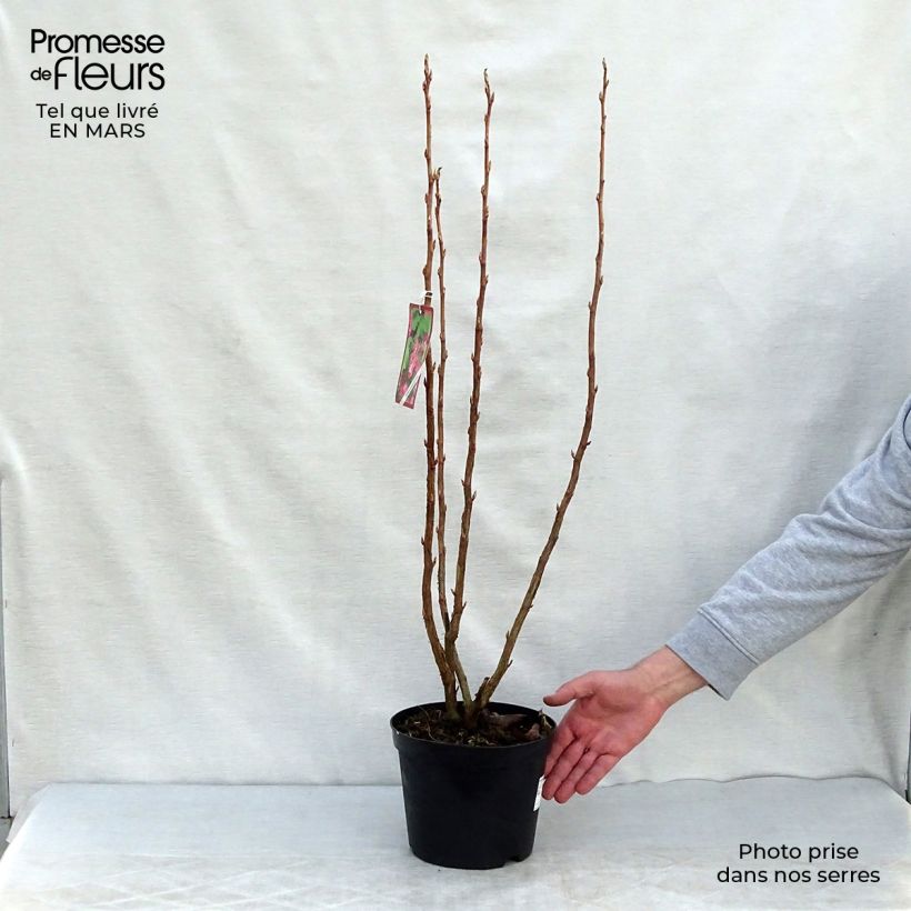 Amostra de Groselheira-sanguínea - Ribes sanguineum Vaso de 3 L/4 L tal como entregue na primavera