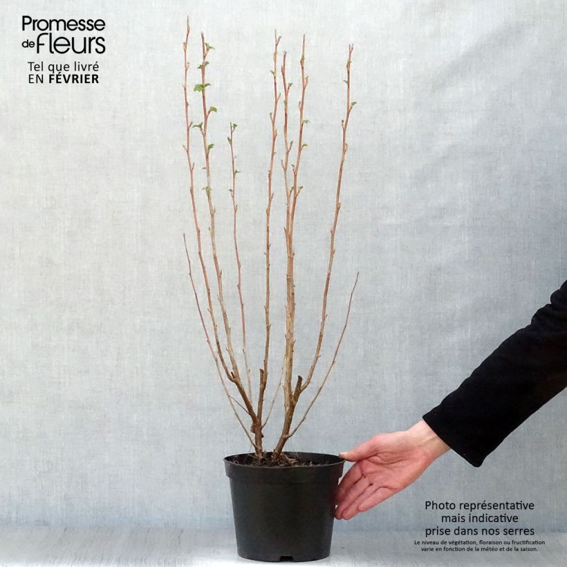 Amostra de Ribes sanguineum King Edward VII - Groseiller à fleurs  Vaso de 3 L/4 L tal como entregue no inverno