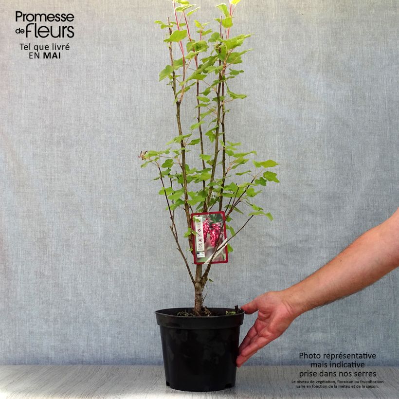 Amostra de Groselheira-sanguínea King Edward VII - Ribes sanguineum Vaso de 3 L/4 L tal como entregue na primavera