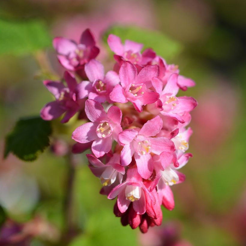 Groselheira-sanguínea King Edward VII - Ribes sanguineum (Floração)