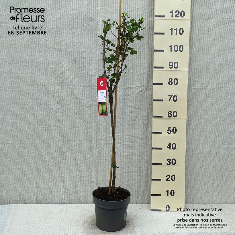 Amostra de Groseillier à maquereaux Tatjana - Ribes uva-crispa Pot de 6L/7L, Tige, Tige de 40 cm tal como entregue no outono