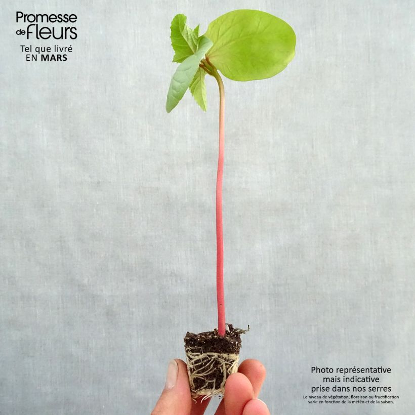 Amostra de Ricin commun Honolulu - Ricinus communis Mini-motte Ø 3/4 cm tal como entregue na primavera