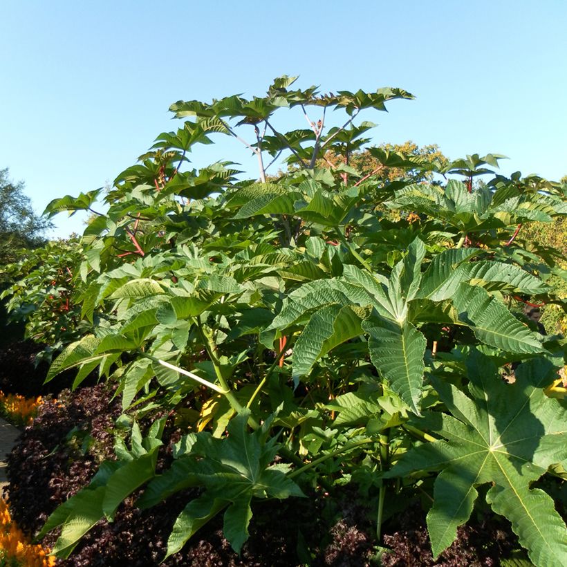 Ricinus communis Zanzibarensis em sementes - Rícino (Hábito)