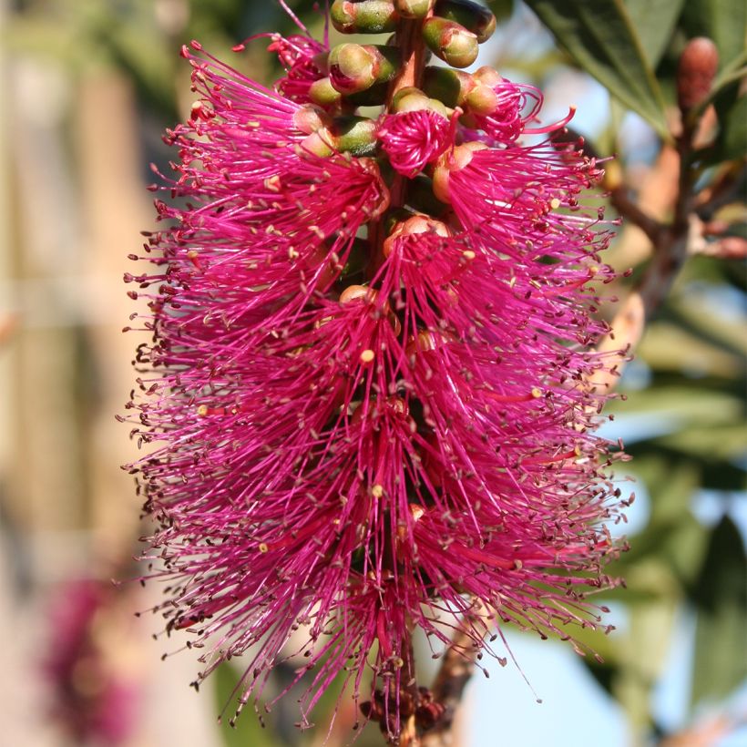 Callistemon violaceus (Floração)