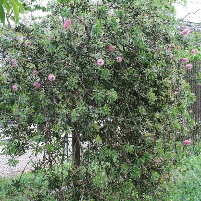 Callistemon violaceus (Hábito)