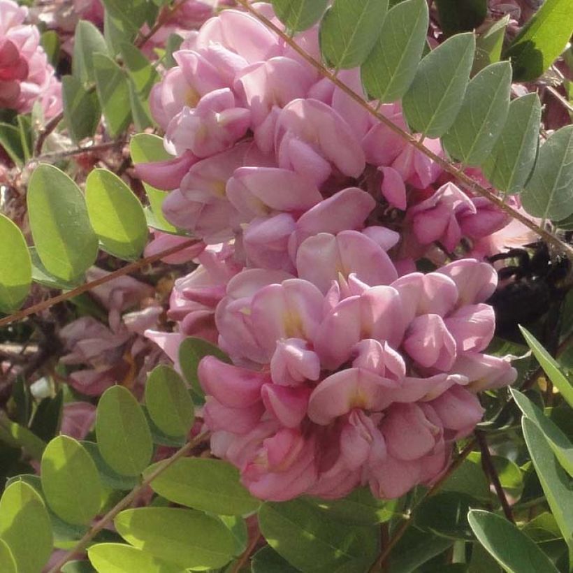 Robinia hispida Rosea - Acácia-bastarda (Floração)