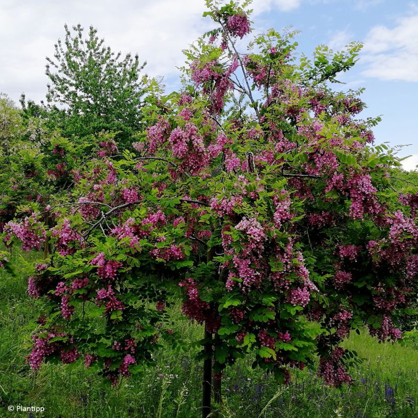 Robinia margaretta Georgia da Torino - Acácia-bastarda (Hábito)