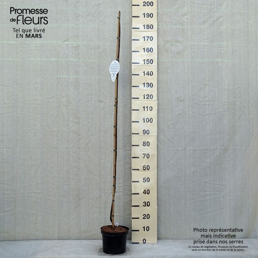 Amostra de Robinia pseudoacacia Casque Rouge - Robinier faux acacia  Vaso de 4 L/5 L tal como entregue no inverno