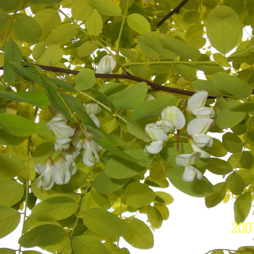 Robinia pseudoacacia Frisia - Acácia-bastarda (Floração)