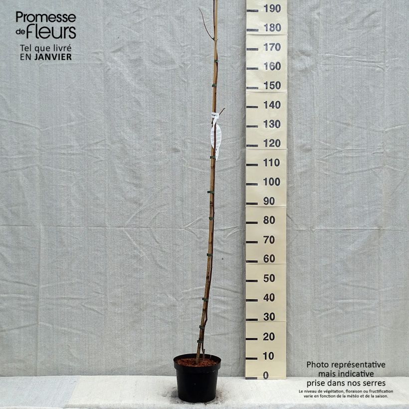 Amostra de Robinia pseudoacacia Frisia - Robinier doré  Vaso de 4 L/5 L tal como entregue no inverno