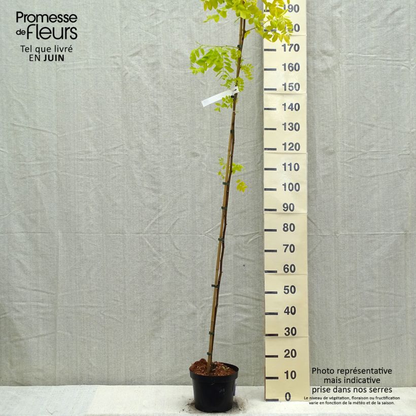 Amostra de Robinia pseudoacacia Frisia - Acácia-bastarda Vaso de 4 L/5 L tal como entregue na primavera