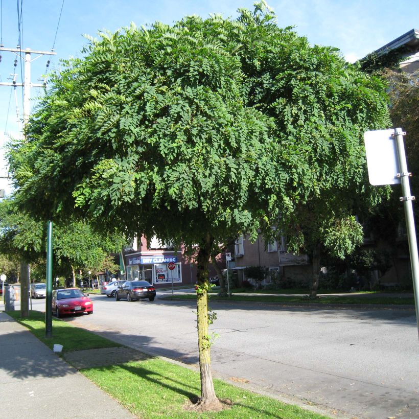 Robinia pseudoacacia Umbraculifera - Acácia-bastarda (Hábito)