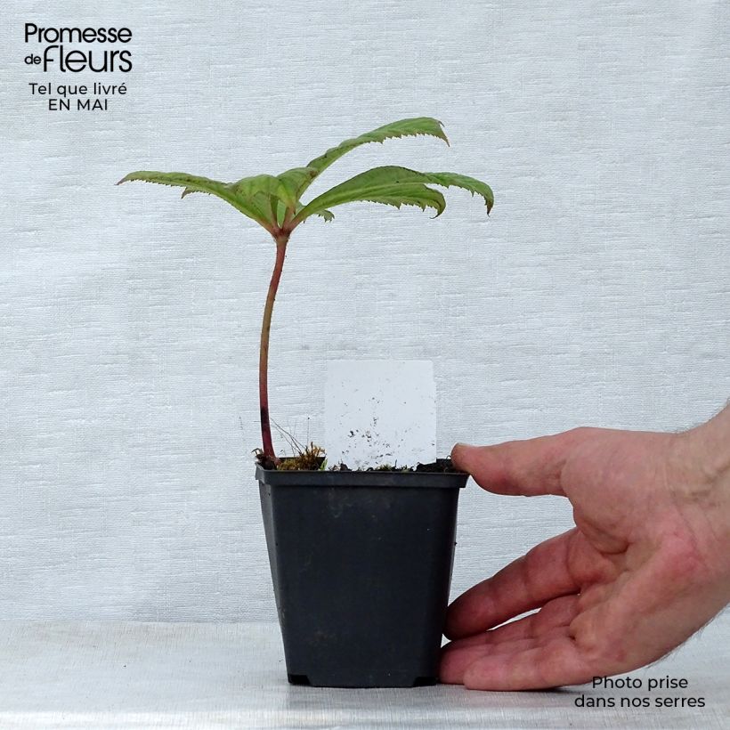 Amostra de Rodgersia aesculifolia Irish Bronze Vaso de 8/9 cm tal como entregue na primavera